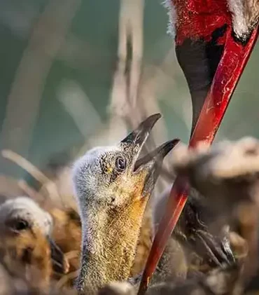 681cac1905414c8cc9e53958.webp.webp